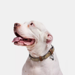 COACH Boxed Large Pet Collar In Signature Canvas image 0