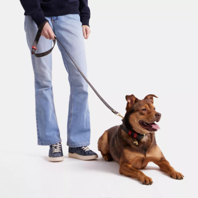 COACH Boxed Large Pet Leash In Signature Canvas -  Gold/Brown Black/Red Apple image 1
